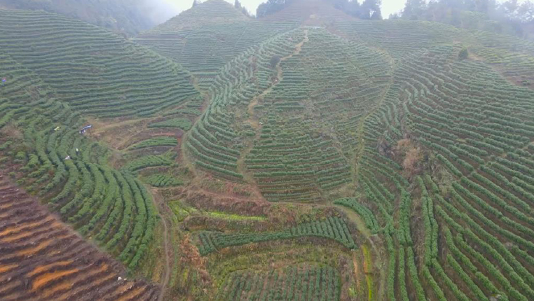 春来茶吐绿 贵州700万亩茶园陆续进入采摘期