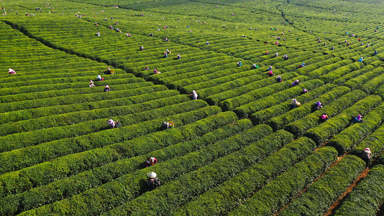 壮观！贵州安顺500茶农同采一片茶园