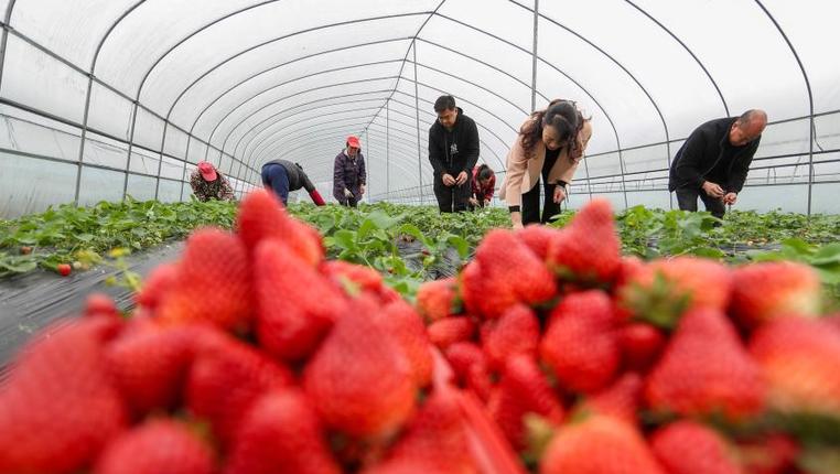 贵州玉屏：草莓产业助力乡村振兴