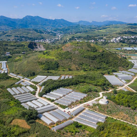 贵州毕节：“烂水塘”变身乡村采摘乐园