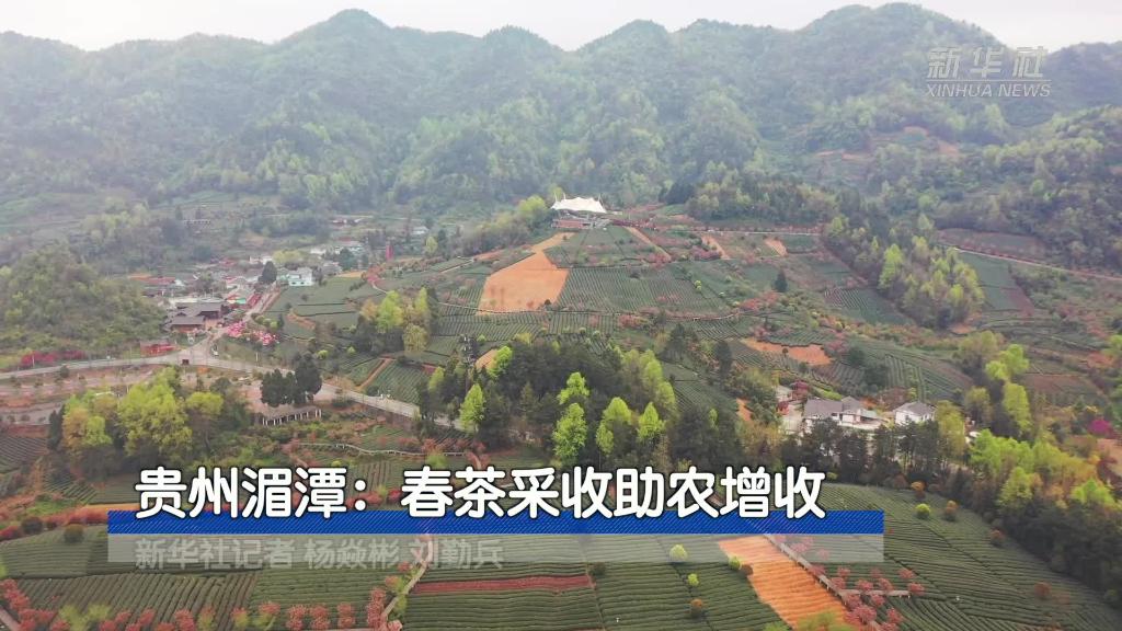 贵州湄潭：春茶采收助农增收