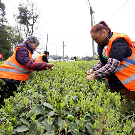 贵州花溪举办双手采茶技能竞赛