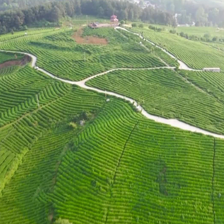 瞰中国·春意满中国|贵州石阡县：春来茶飘香