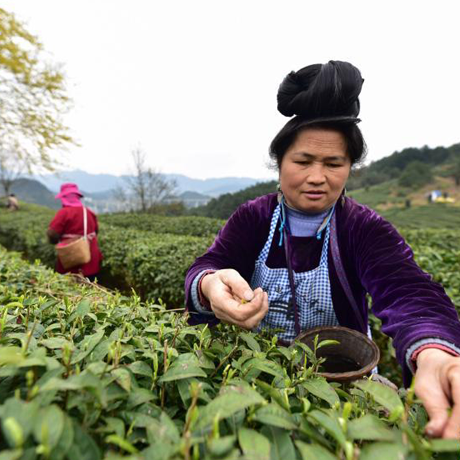 贵州丹寨：早春采茶制茶正当时