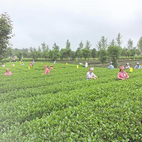 贵州茶产业步入高质量发展快车道