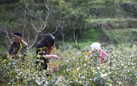 贵州余庆：10万亩小叶苦丁茶开采
