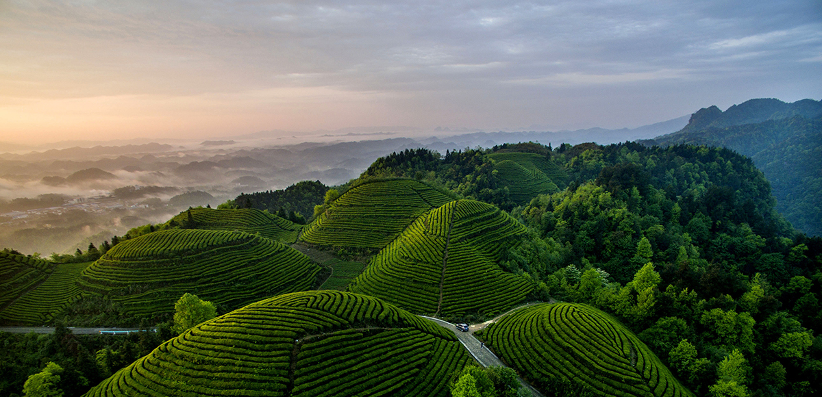 湄潭象山生态茶园