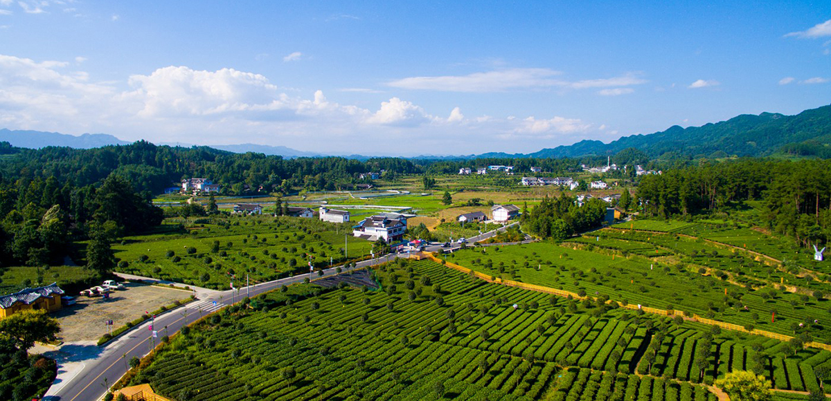 湄潭龙凤村生态茶园