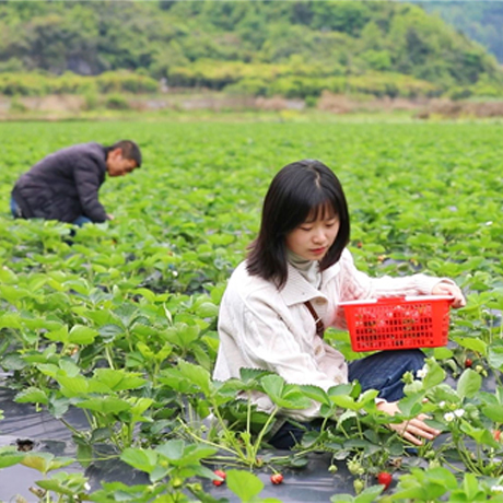 真香！观山湖区百花湖镇石操村的露天草莓