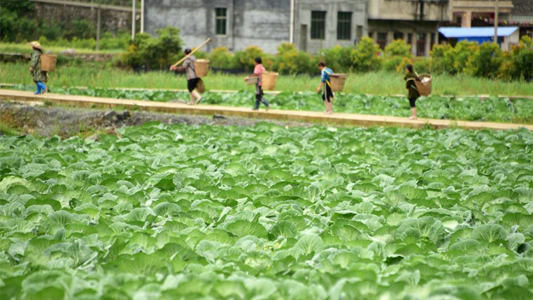 贵州印江：发展校农经济 助力乡村振兴