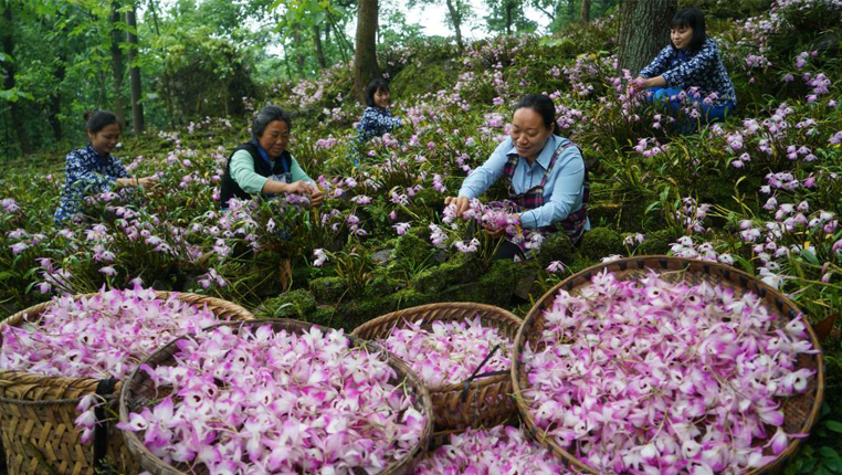 贵州赤水：金钗石斛花开出“美丽经济”