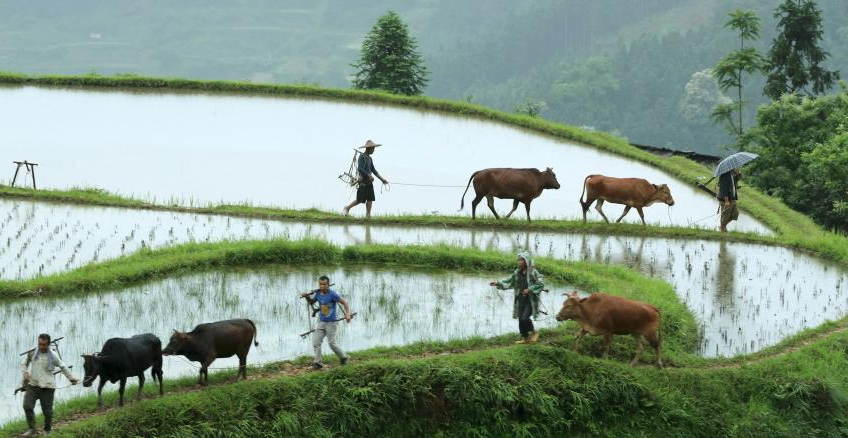 贵州黎平：“千牛同耕”展示农耕文化盛景