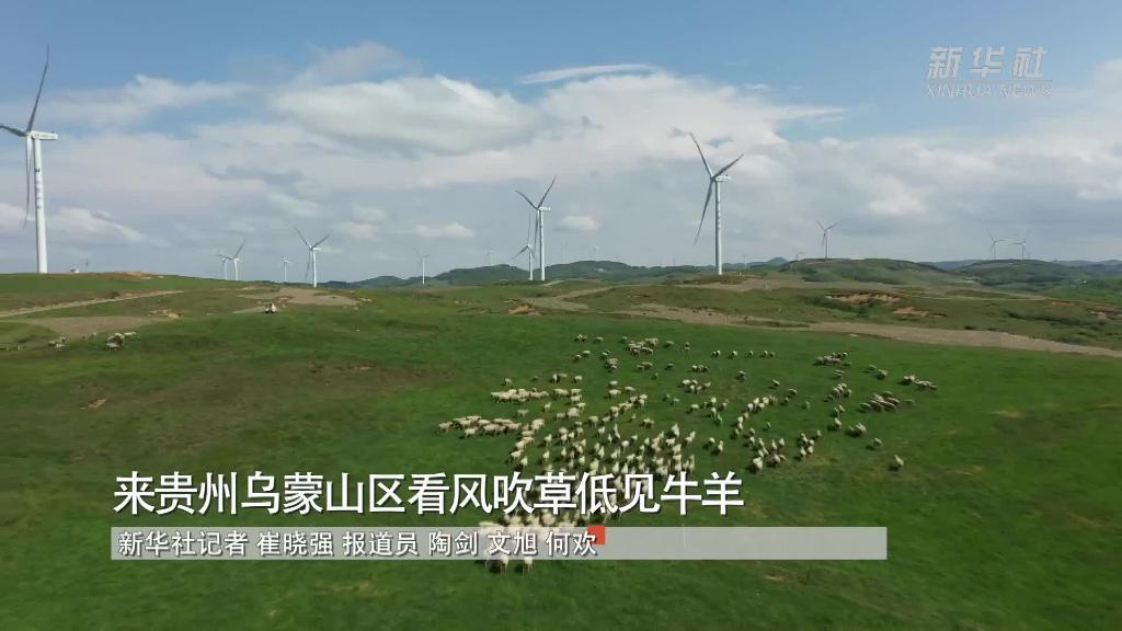 来贵州乌蒙山区看风吹草低见牛羊