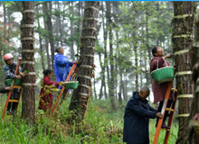 “十三五”以来 林业建设让多彩贵州生态更美