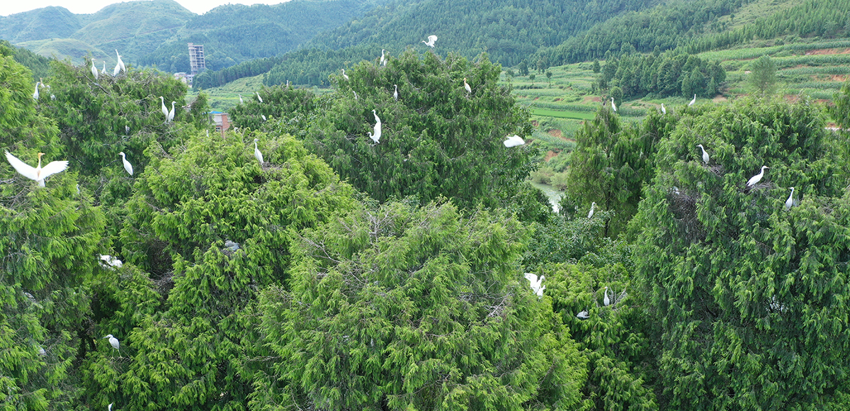 贵州岑巩渐成珍稀鸟类栖息地