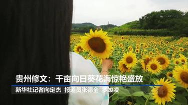 贵州修文：千亩向日葵花海惊艳盛放