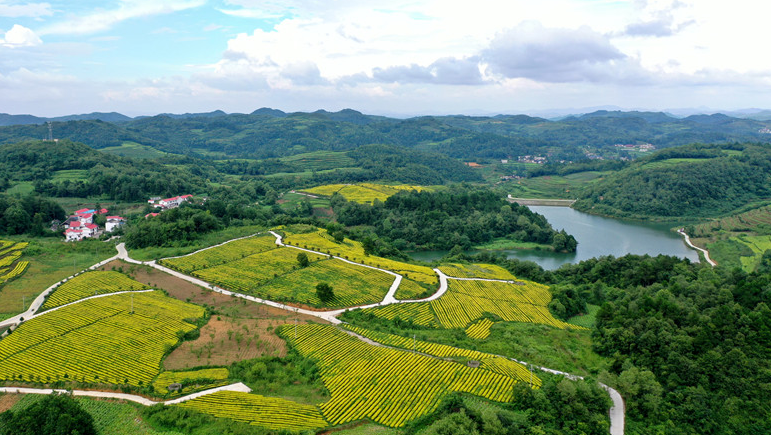 航拍贵州瓮安万亩茶园 茶旅融合助增收