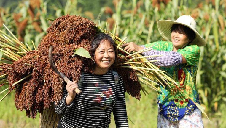 贵州赤水：“订单高粱”助农增收
