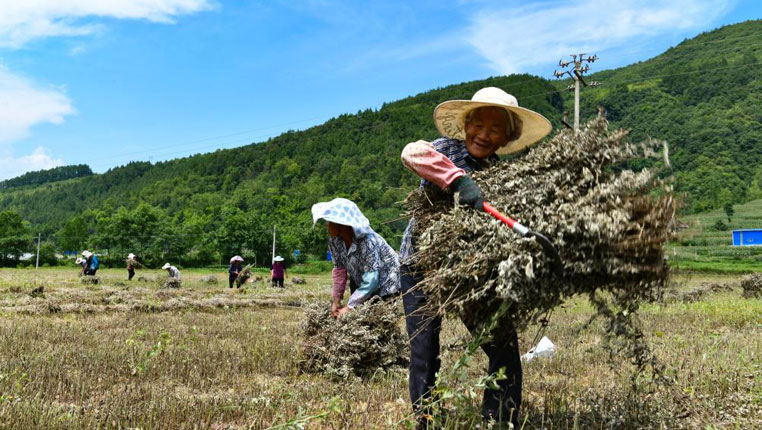 贵州务川：艾草产业助农增收