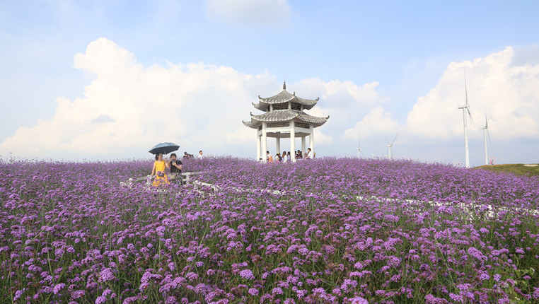 贵州花溪：紫色花海景迷人