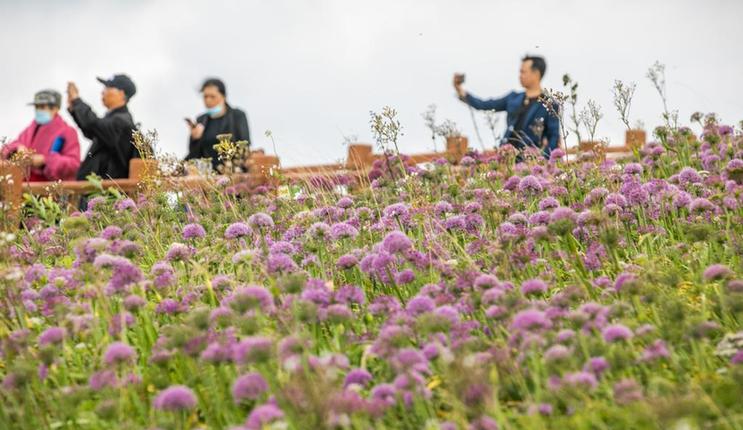 贵州毕节:紫色花海醉游人