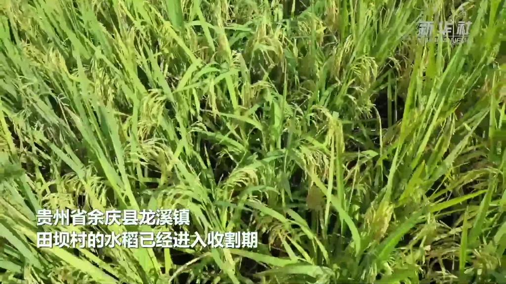 贵州余庆：水稻开镰收割 确保颗粒归仓