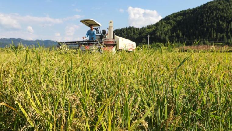 贵州玉屏：水稻收获忙