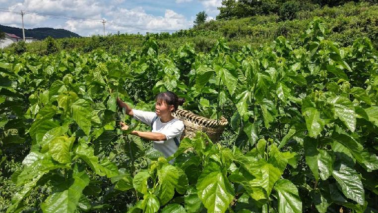 贵州凤冈：蚕桑产业助农增收