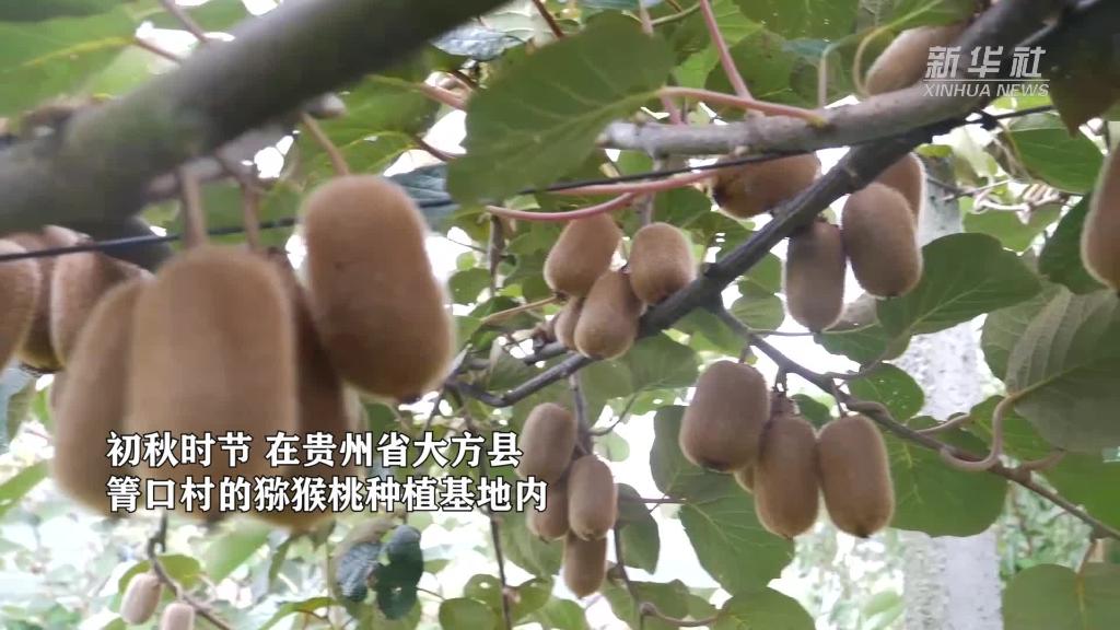 贵州大方：6000亩猕猴桃喜获丰收