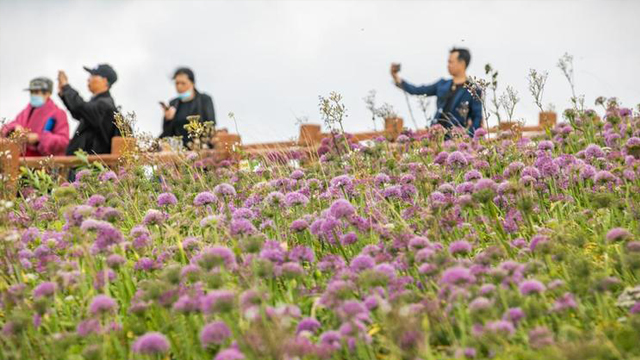 贵州毕节：紫色花海醉游人