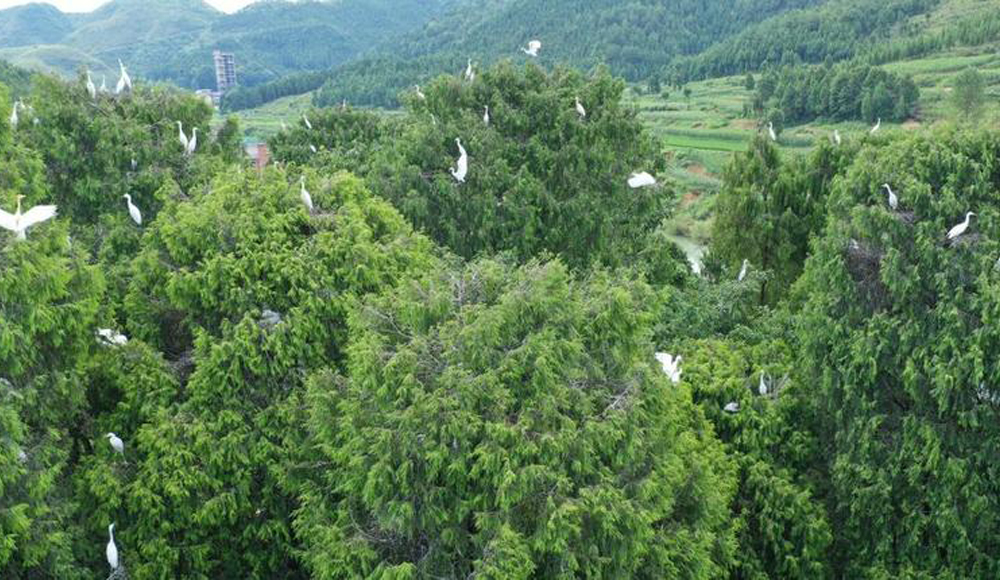 贵州岑巩渐成珍稀鸟类栖息地