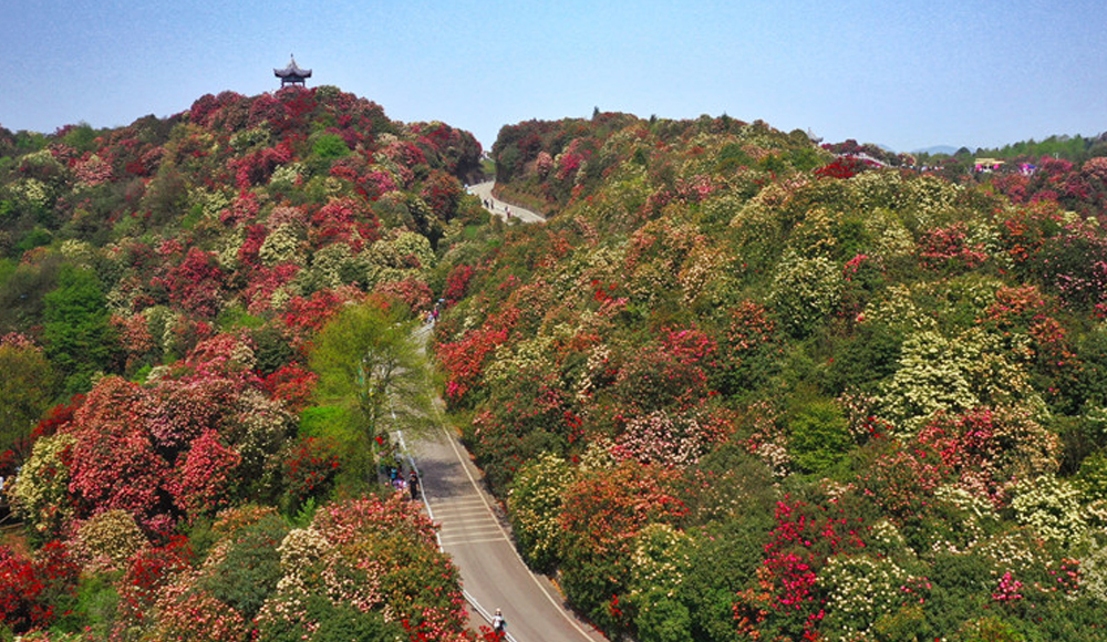 百里杜鹃：锦绣花海迎客来