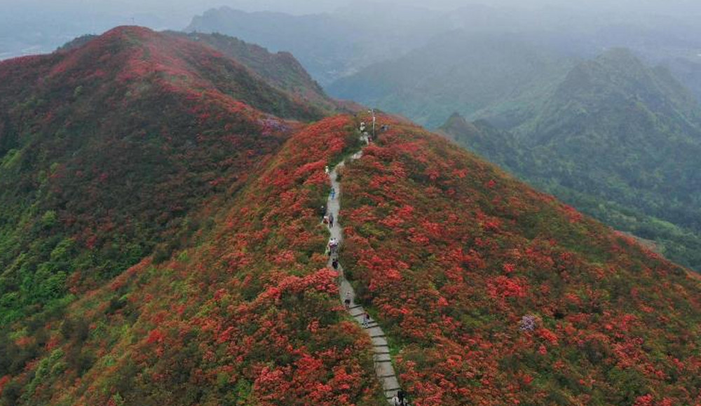 岭上花开醉游人