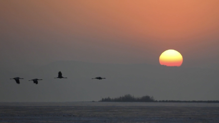平安过冬！贵州威宁一只越冬黑颈鹤受伤获救