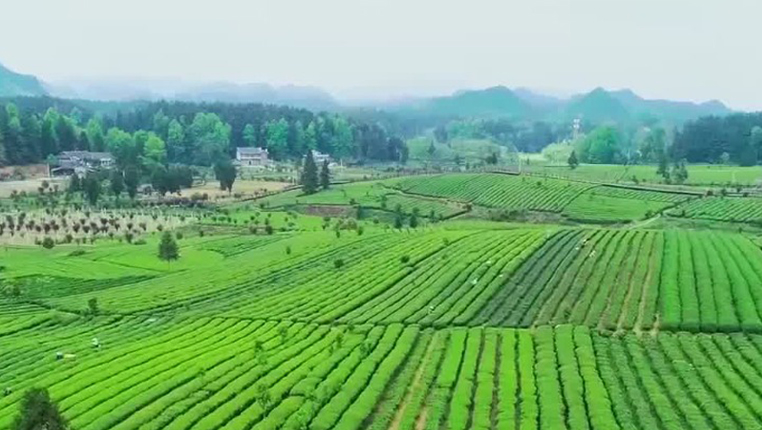 全球连线｜走进大山里的“世界抹茶工厂”