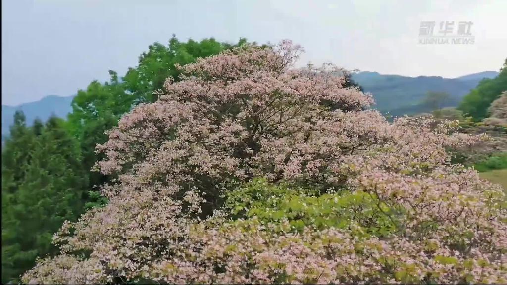 贵州正安：油桐花开扮靓美丽乡村