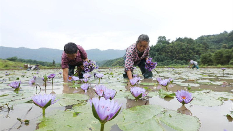 贵州赤水：香水莲花开出“美丽经济”