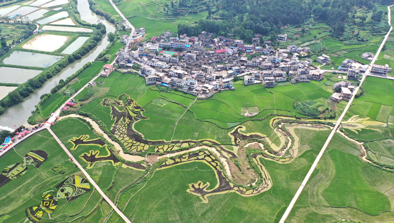 贵州平坝龙海村：彩色稻田扮靓布依村寨