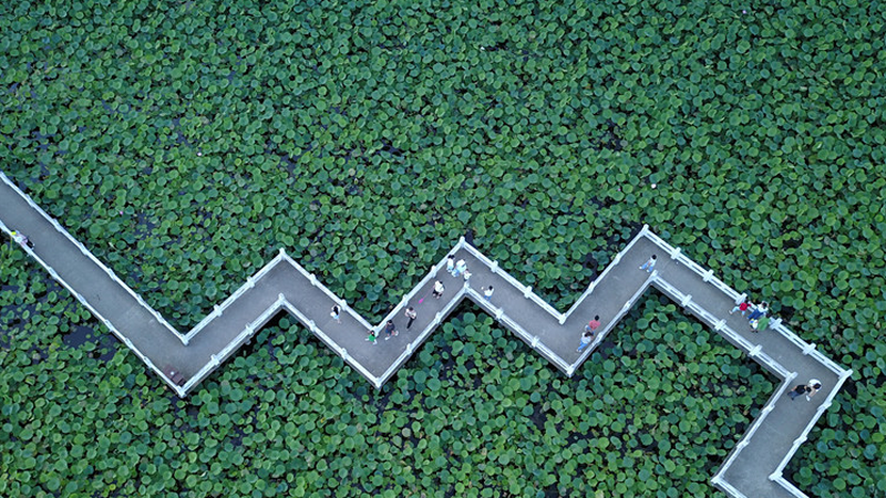 安龙招堤：绿满荷塘