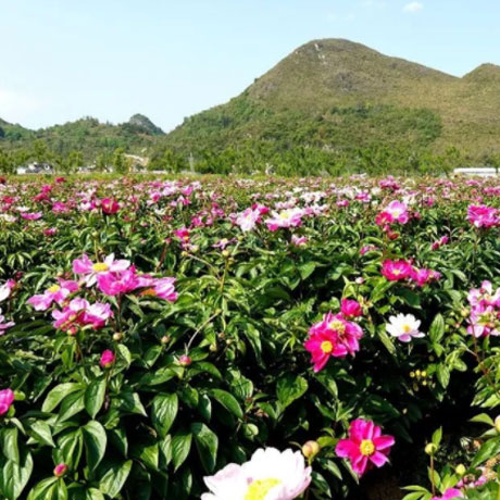 关岭花江漫语芍药谷：花海盛放引客来