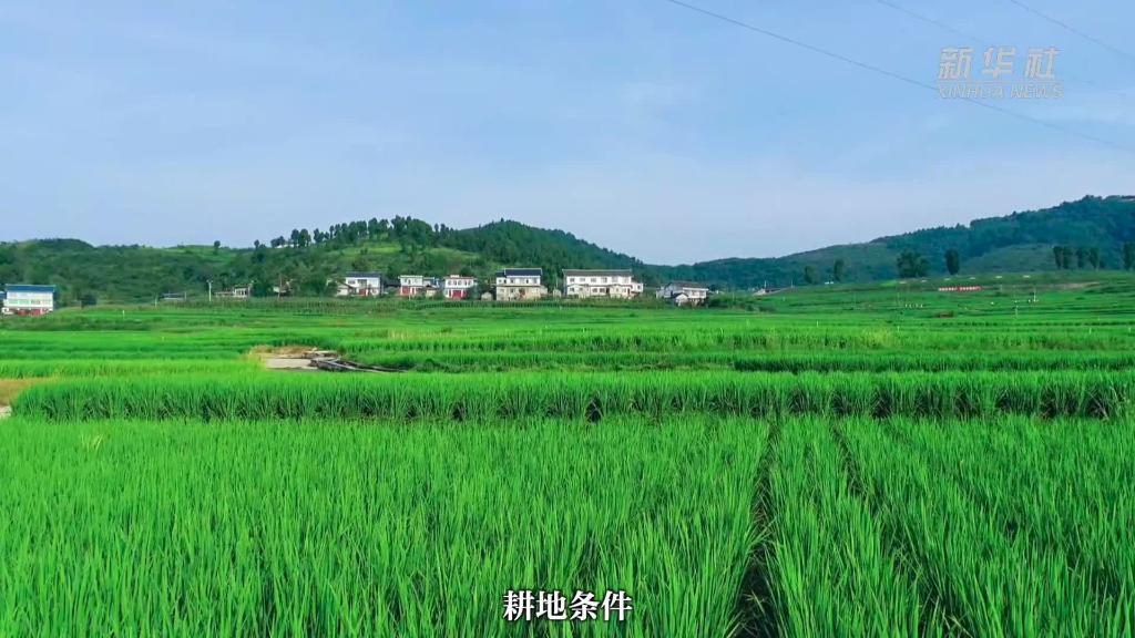 贵州遵义进入水稻采收季