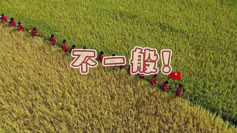 从插秧到割稻 农田里的开学第一课不一般