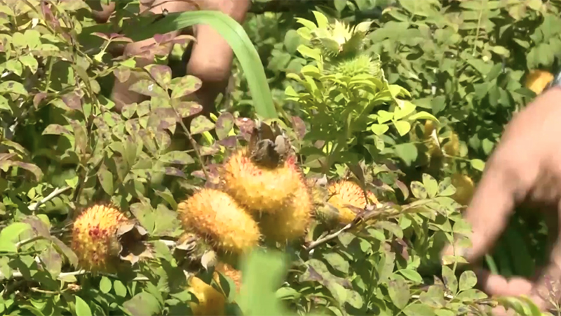 贵州富裕村：“金黄果”铺就致富路