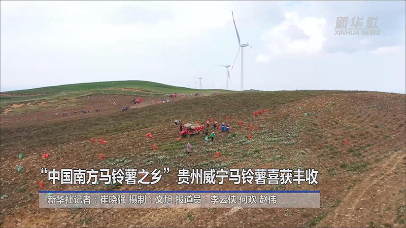 “中国南方马铃薯之乡”贵州威宁马铃薯喜获丰收