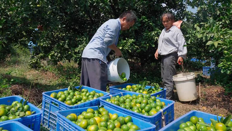 贵州三都：数千亩蜜桔迎丰收
