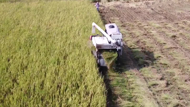 贵州施秉：稻谷飘香迎丰收