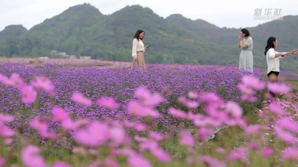 微视频丨贵州花溪：农旅融合促振兴