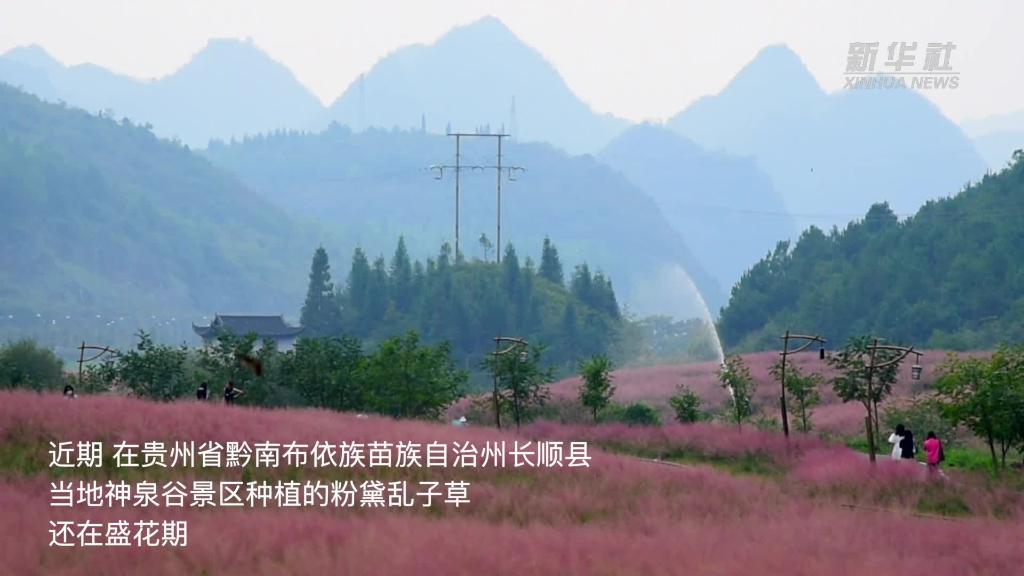 贵州长顺：粉黛花海引客来