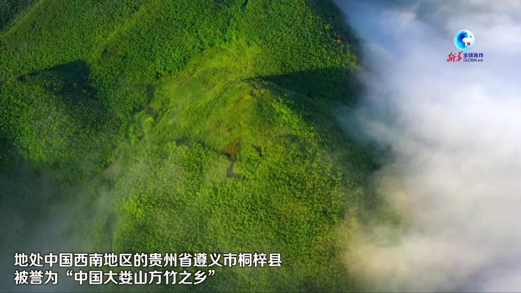 全球连线｜“中国大娄山方竹之乡”构建竹产业一体化发展格局助力乡村振兴