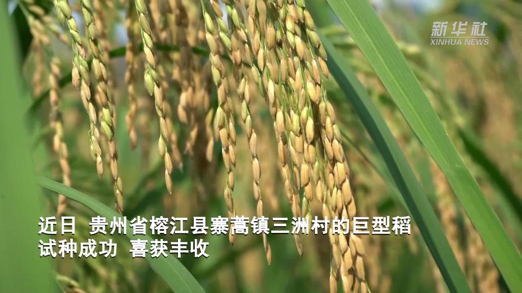 巨型稻让贵州山区群众的饭碗端得更稳